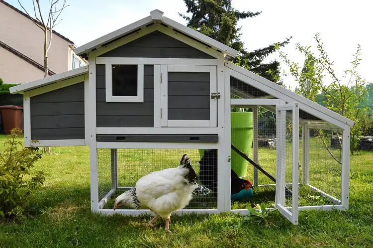 Tamaño ideal del gallinero