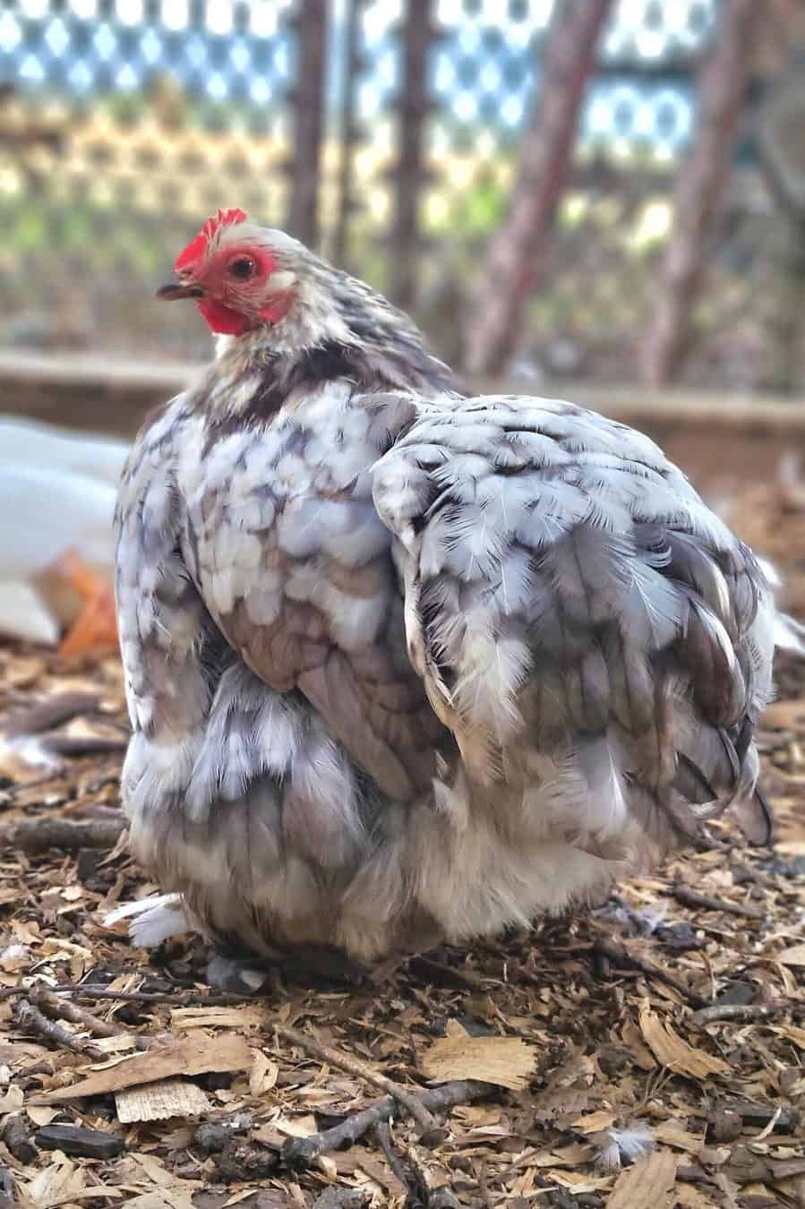 Cochines gallo