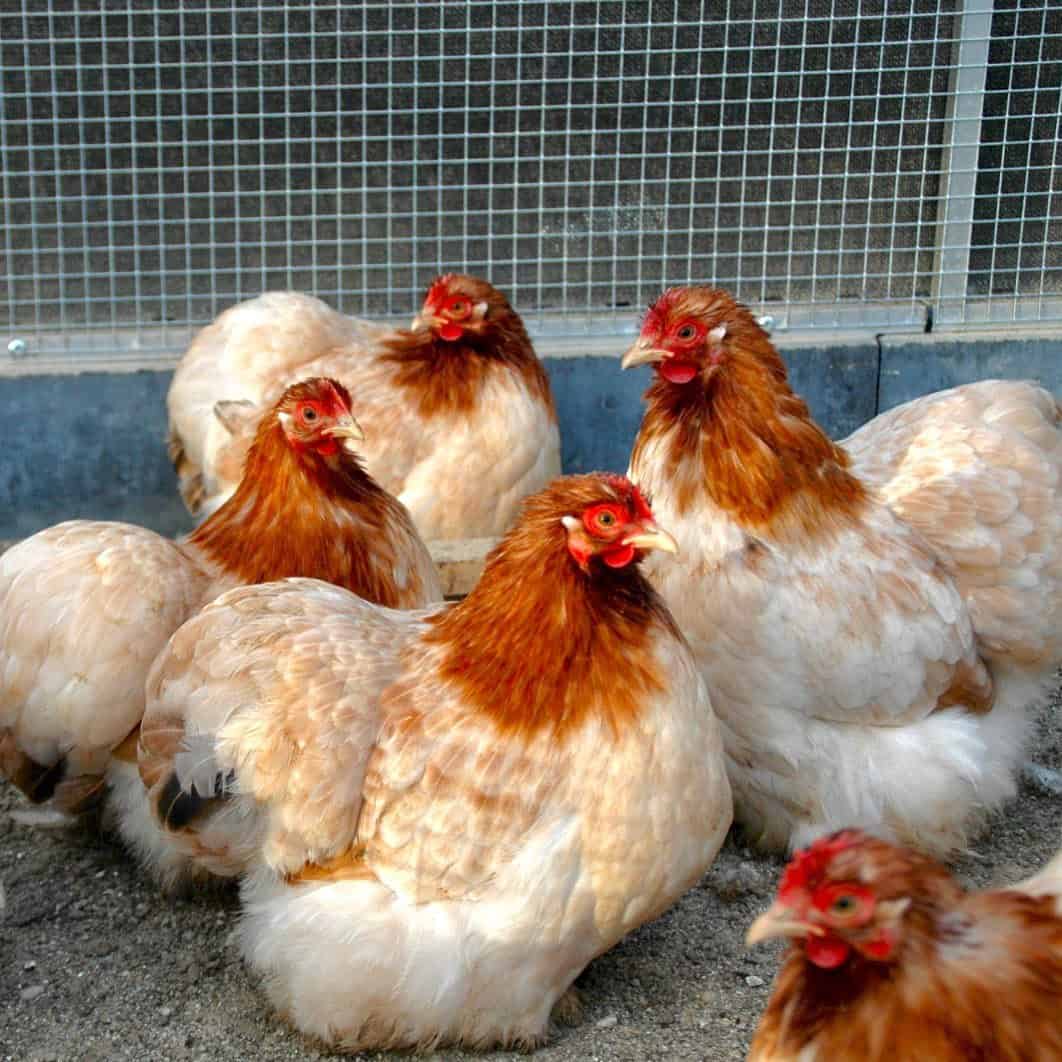 pollo bantam cochin