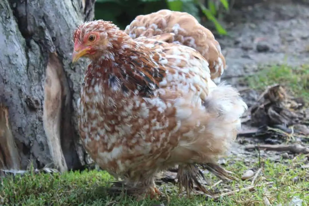 gallina cochin gallo