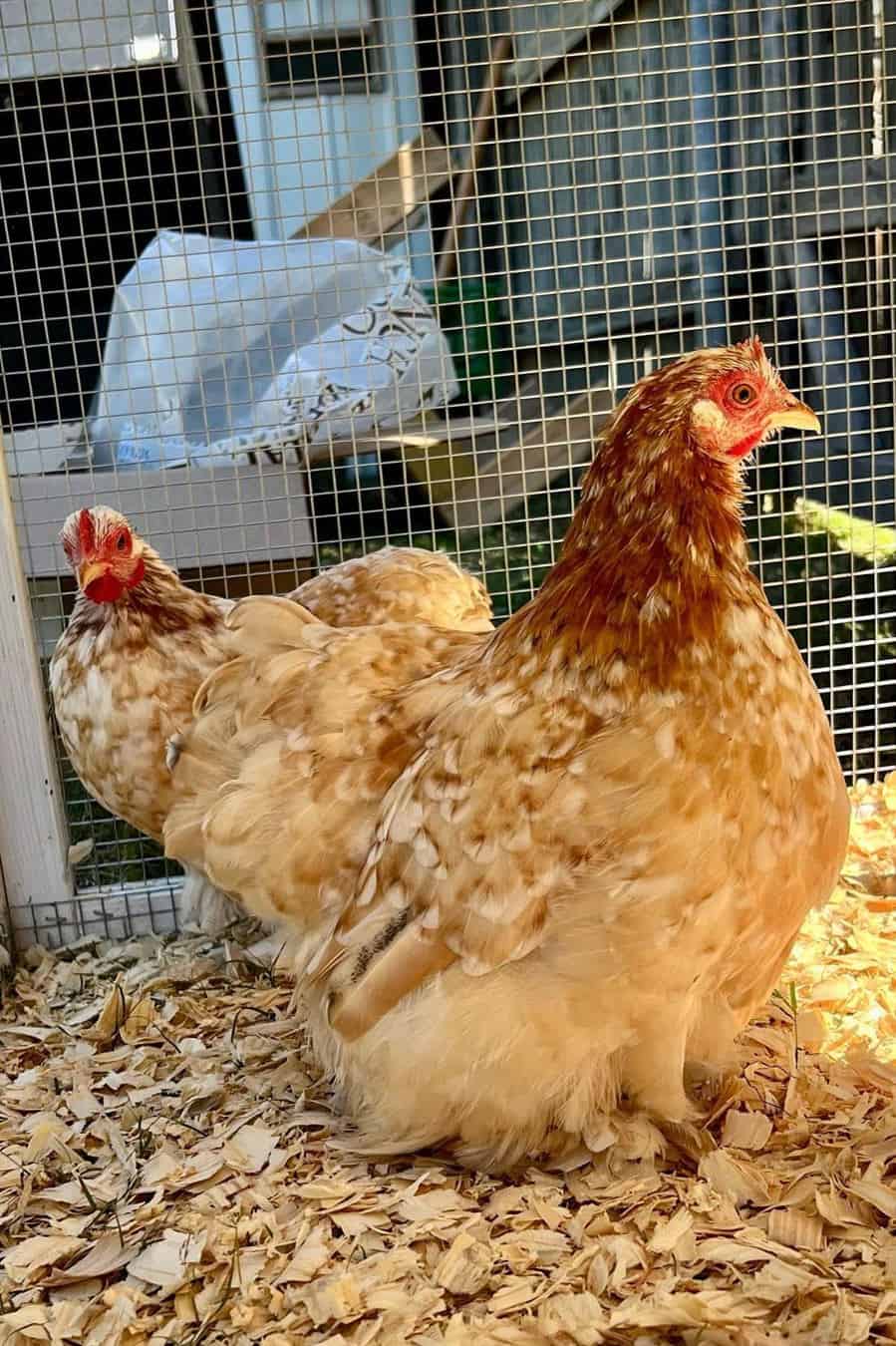 pollos bantam cochins