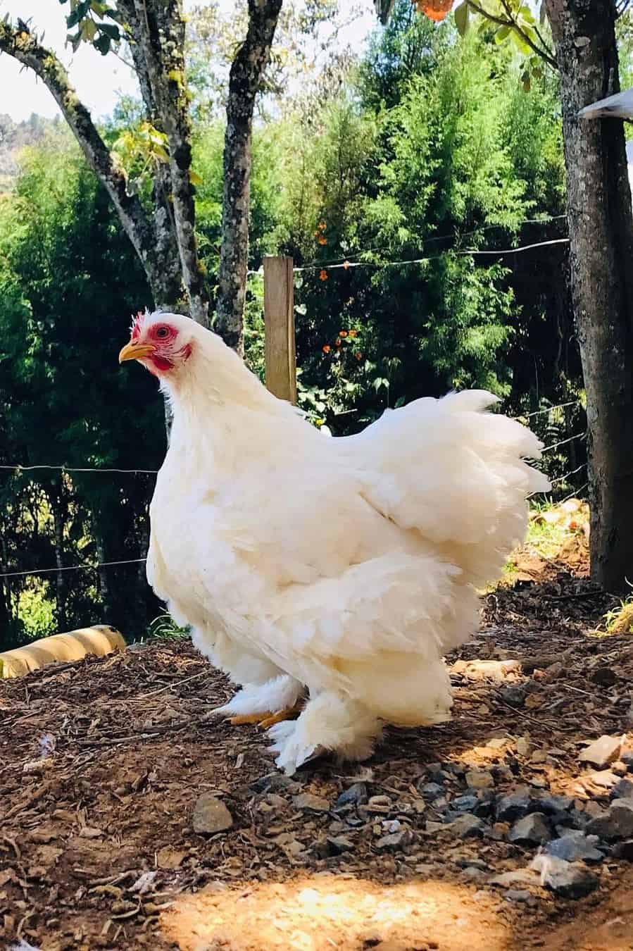 gallo gallo cochin