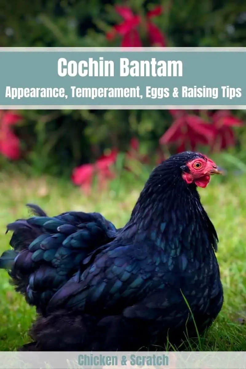 cochin gallo