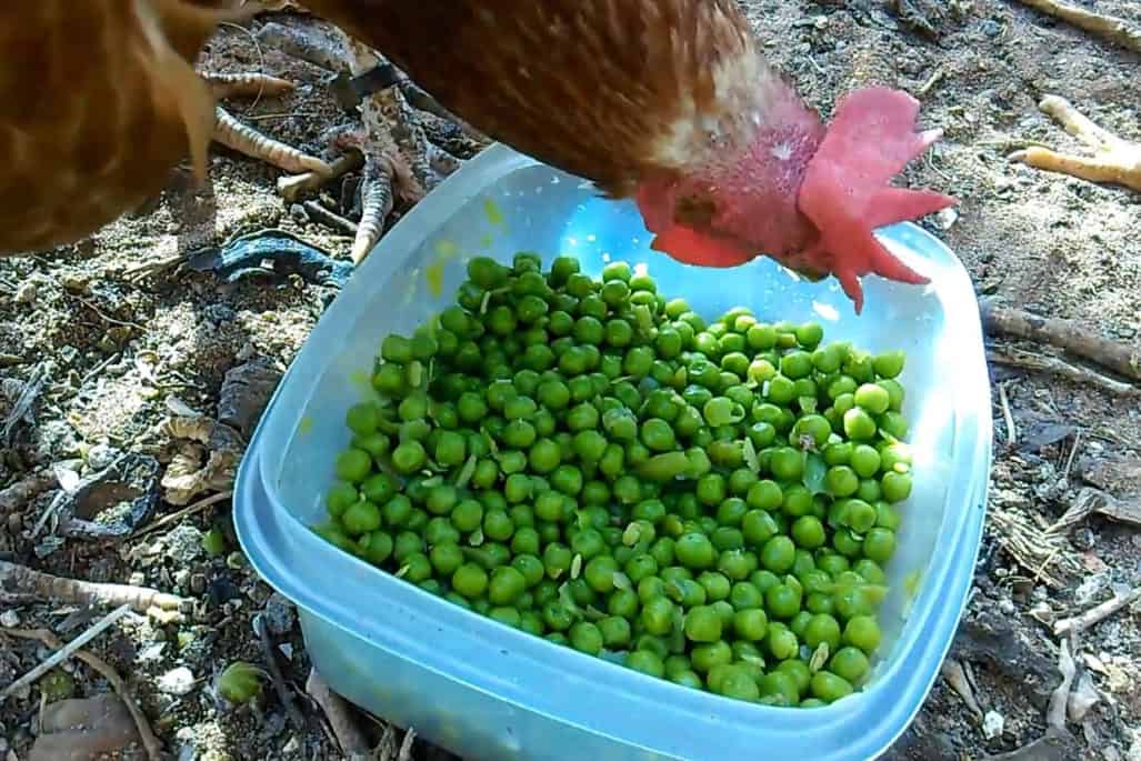 ¿A las gallinas les encanta comer guisantes?