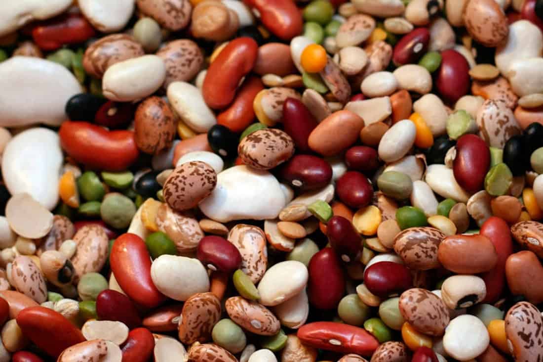 ¿Qué es lo mejor que puedes alimentar a tu pollo?