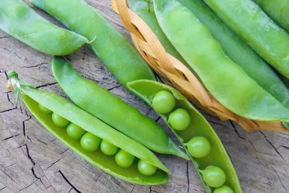 ¿Pueden los pollos comer guisantes?