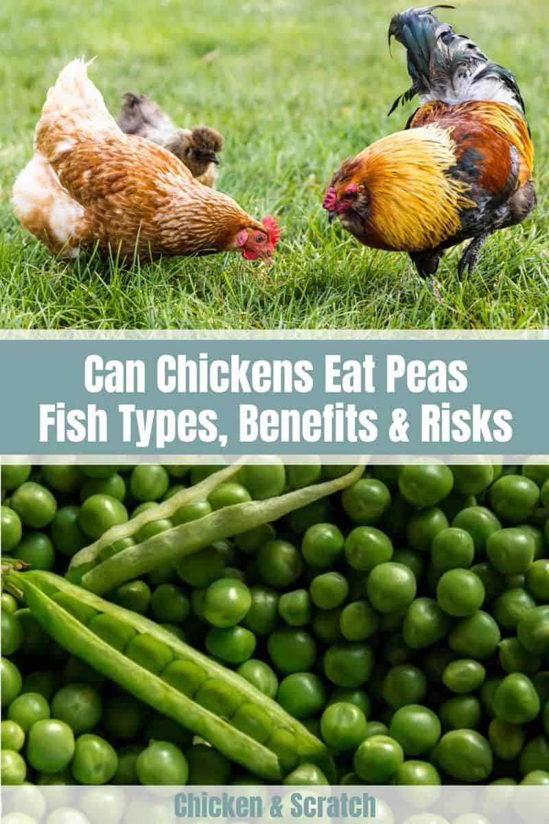 ¿Pueden los pollos comer guisantes?