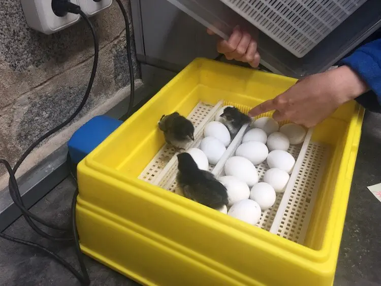 Incubadora de huevos de gallina