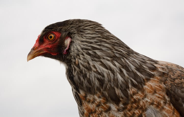 Pollo Ameraucano