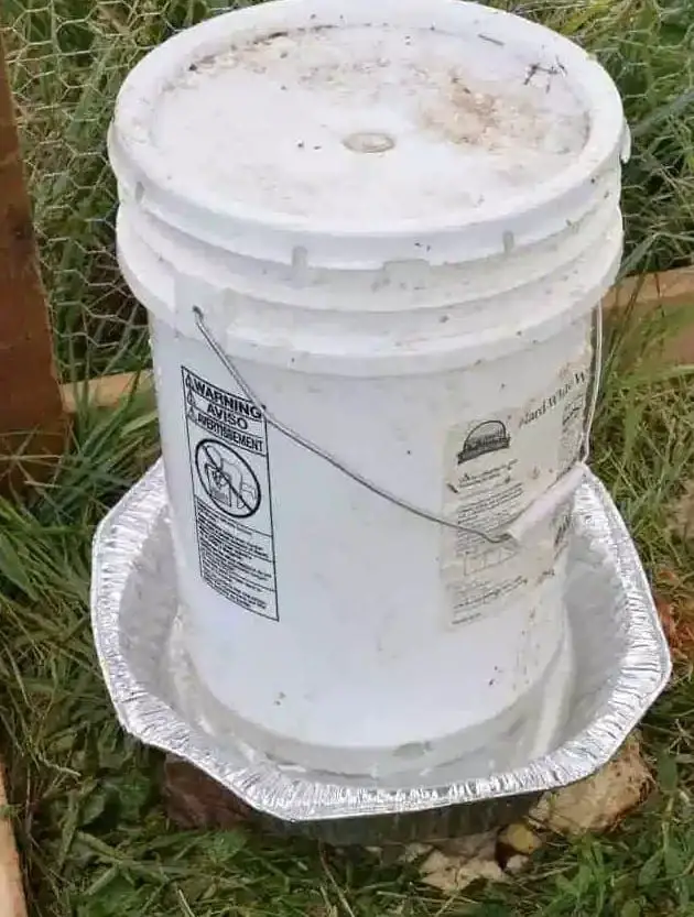 Alimentador de pollos de 5 galones