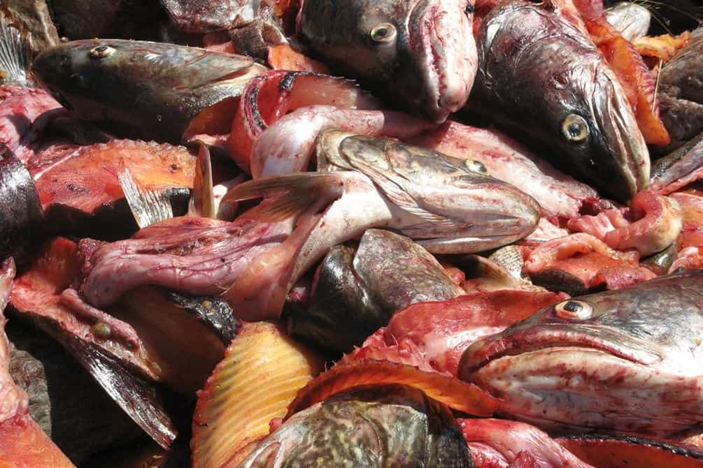 ¿Pueden los pollos comer tripas de pescado?