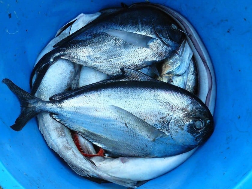 los pollos comen pescado