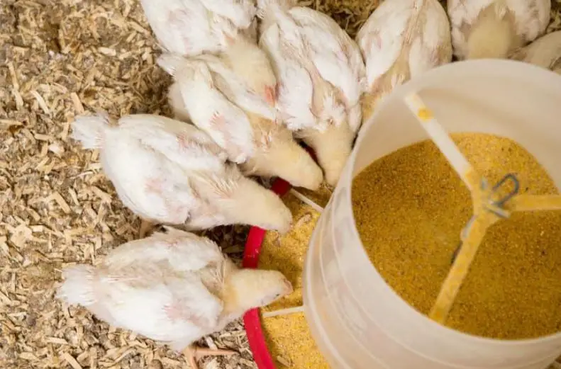 que es un pollo asado