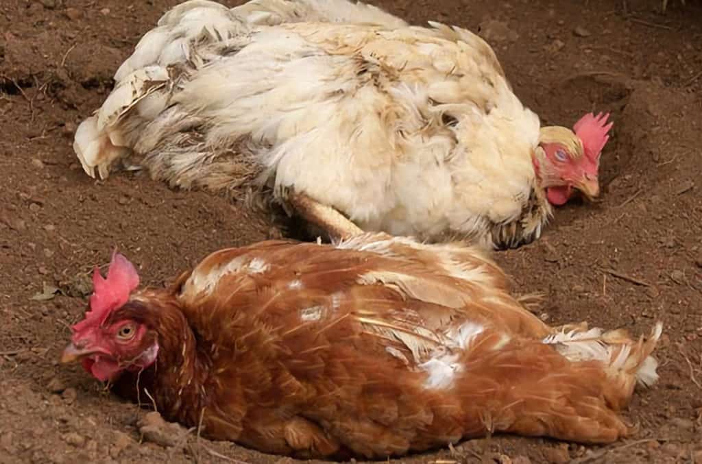 pierna de pollo escamosa