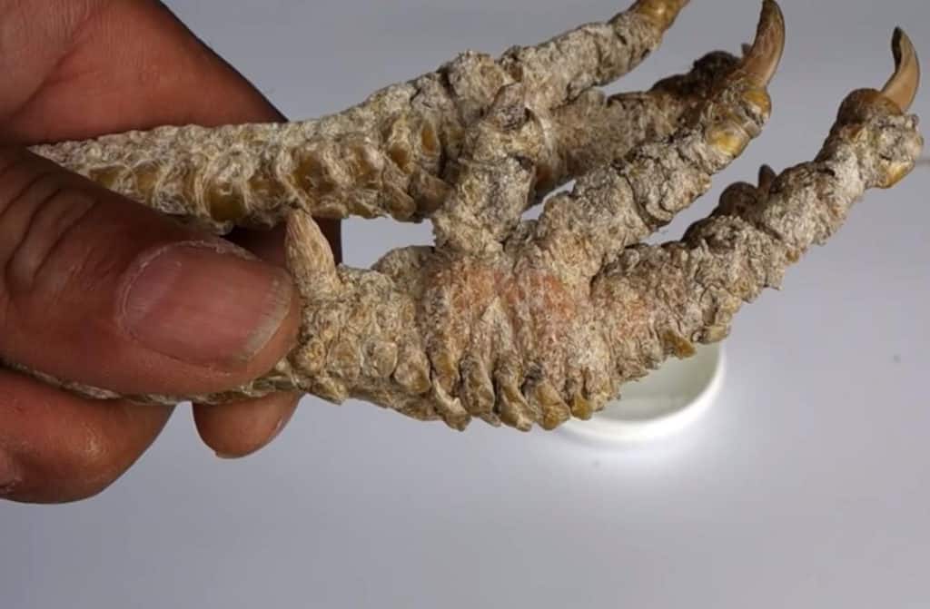 ácaros de las patas escamosas en pollos