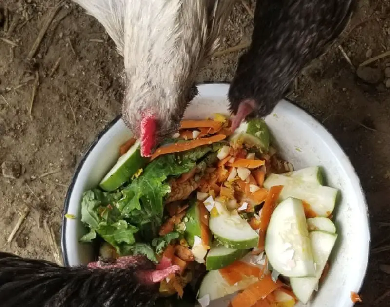 Alimentar a tus pollos con rábanos