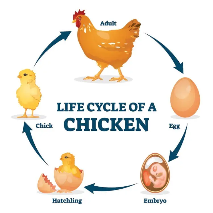 Ciclo de vida de un pollo