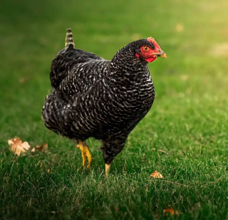 Marans de cuco