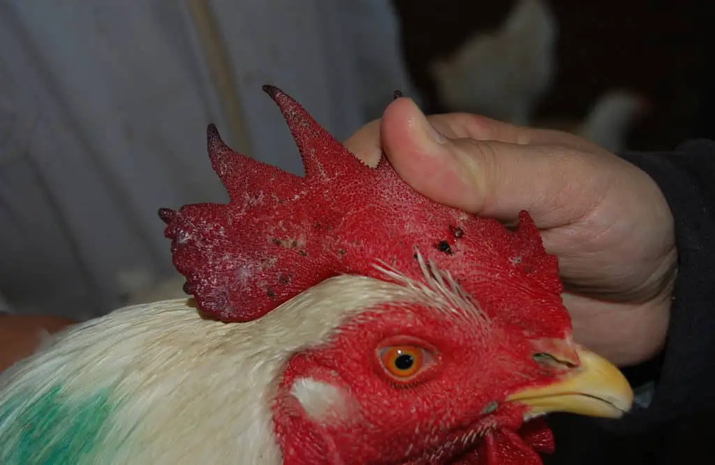 tratamiento de la viruela aviar