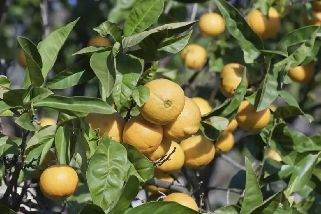 ¿Pueden los pollos comer las hojas de los cítricos?