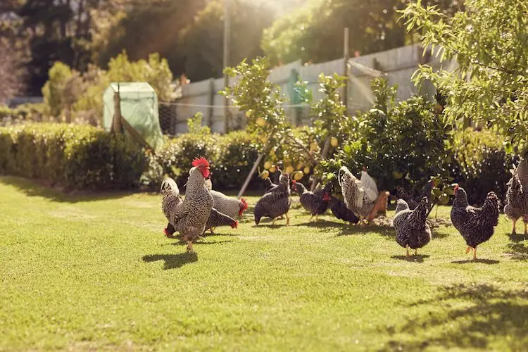 gallinas itinerantes