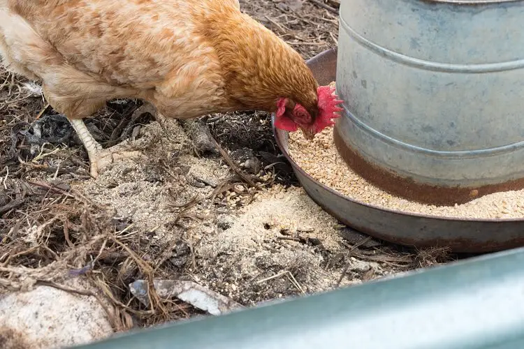 pollo y comedero