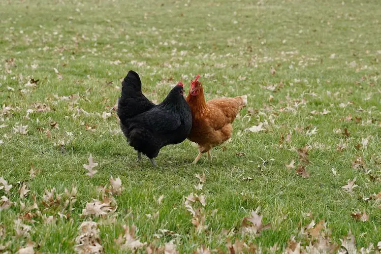 Australorp marrón