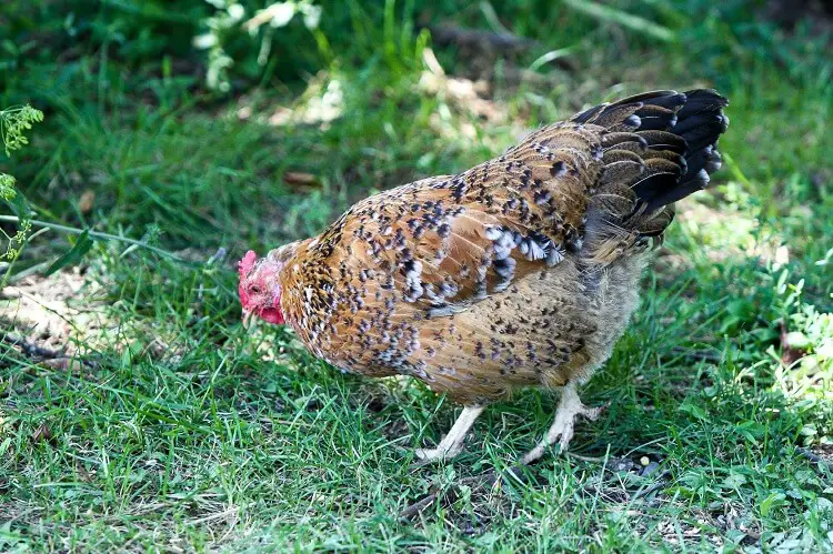 Gallina sueca de flores