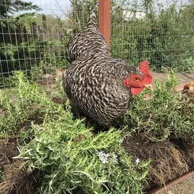   Depredadores de pollo