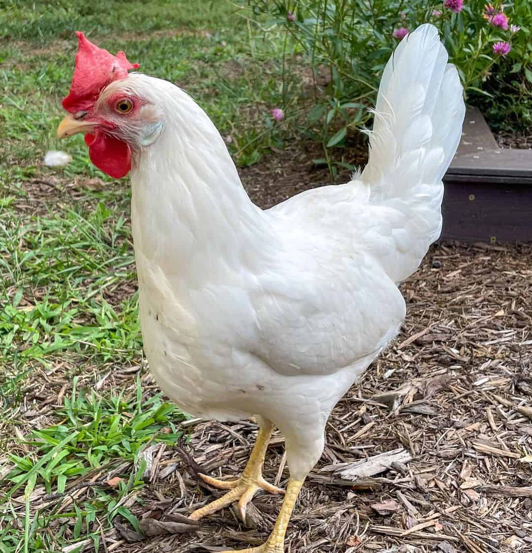 Las mejores razas de gallinas camperas