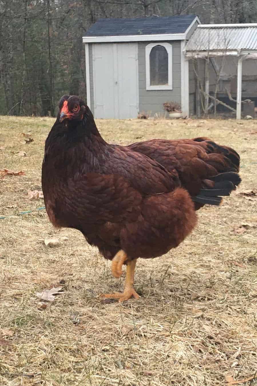 mejores gallinas camperas