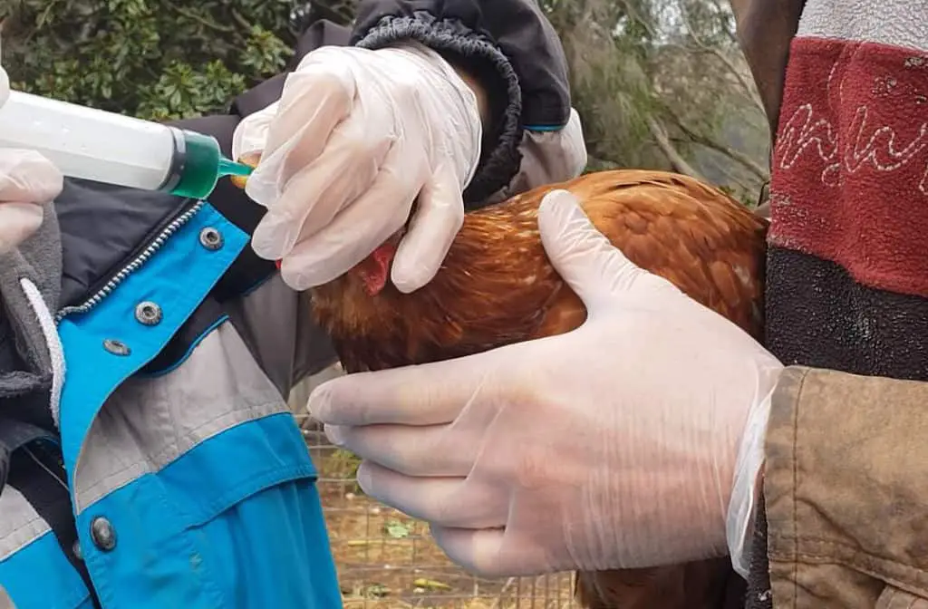 desparasitante para pollos