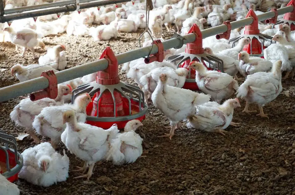 Criaderos de pollos en Indiana