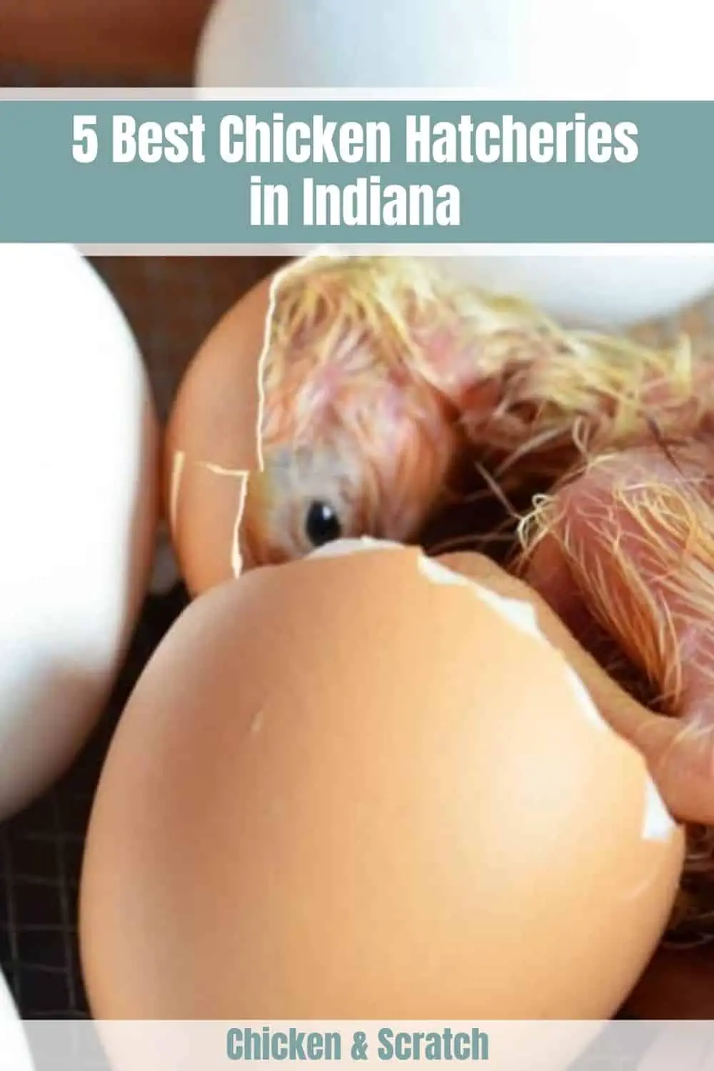 Venta de pollo en Indiana