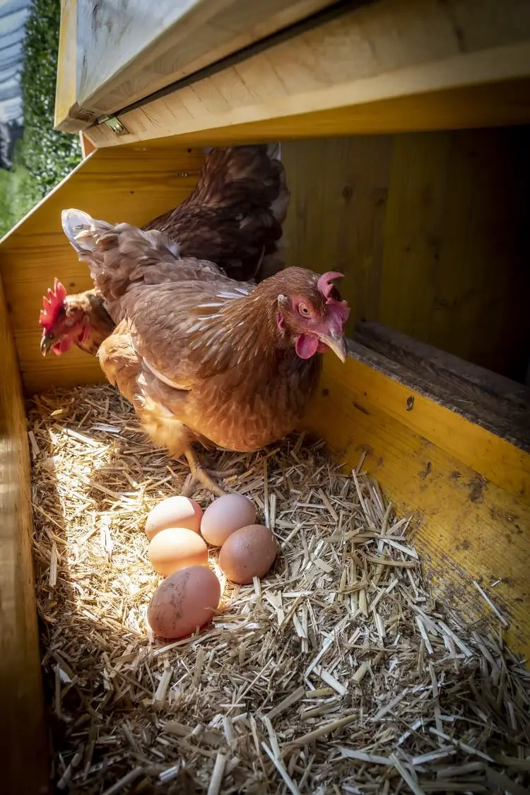 pollo haciendo huevos
