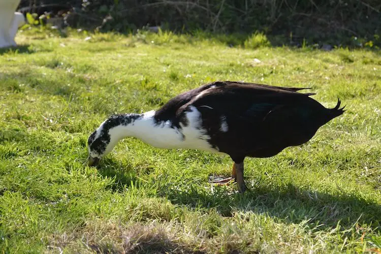 comer pato urraca