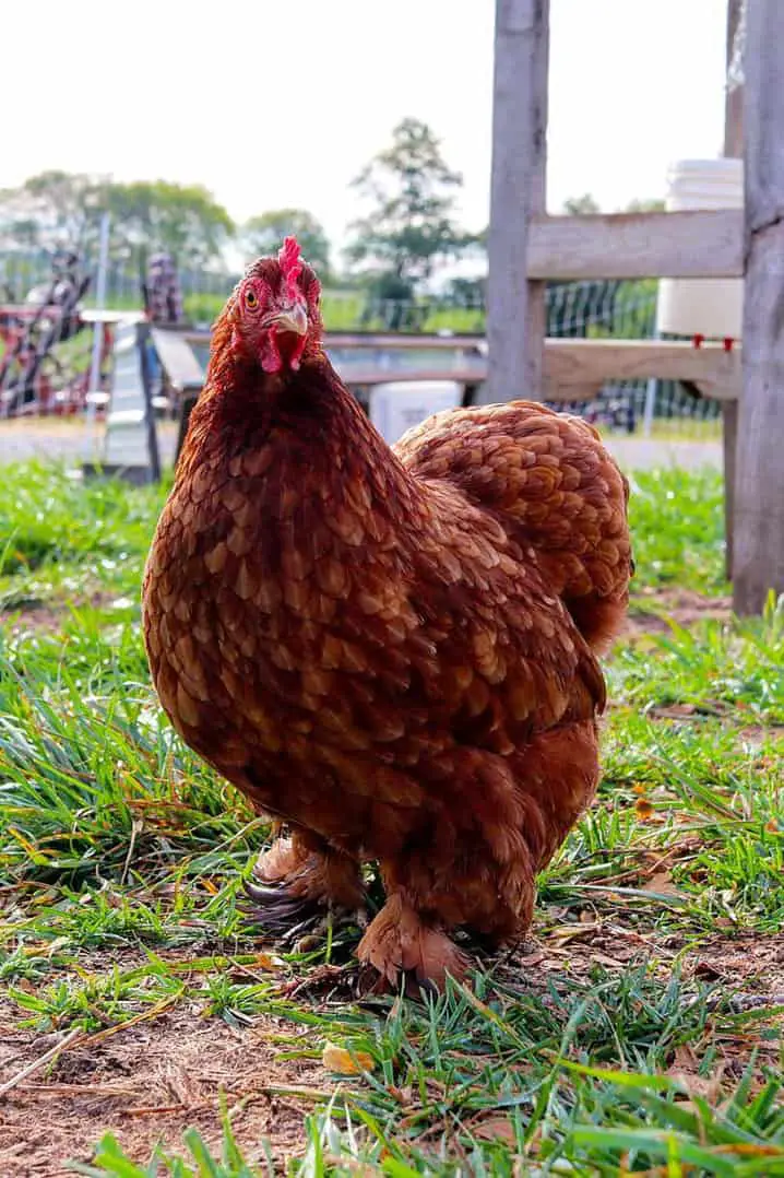 pollo rojo