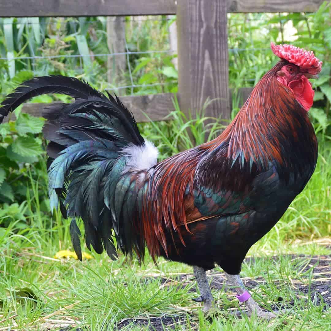 razas de pollo rojo oscuro