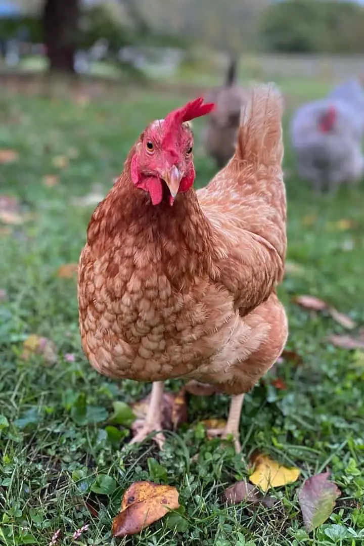 tipos de pollos rojos