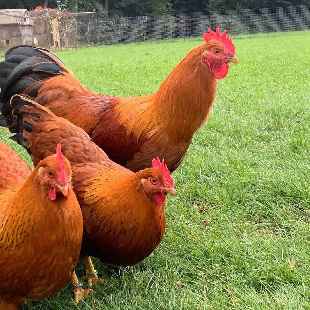 razas de gallinas rojas