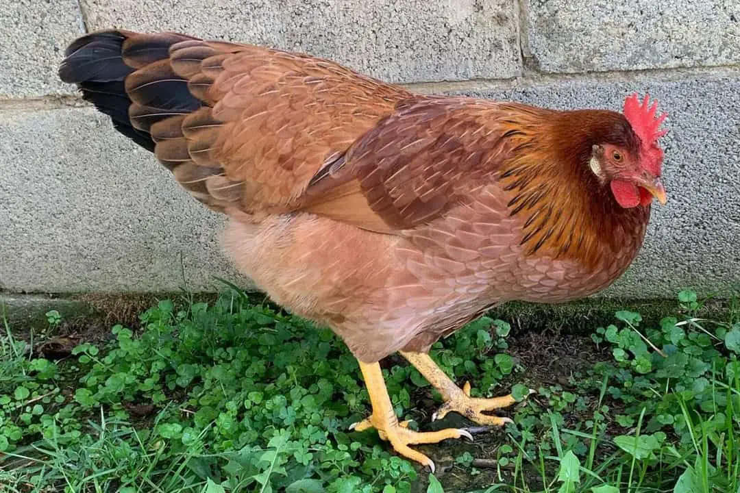 el pollo rojo