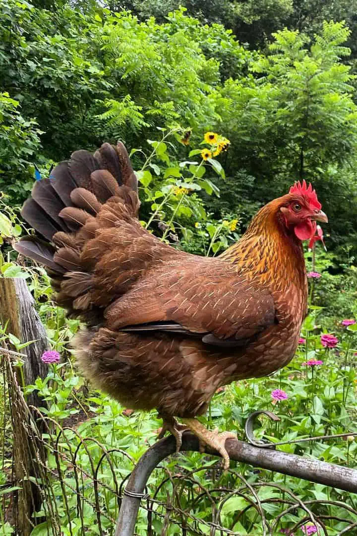 razas de gallinas rojas