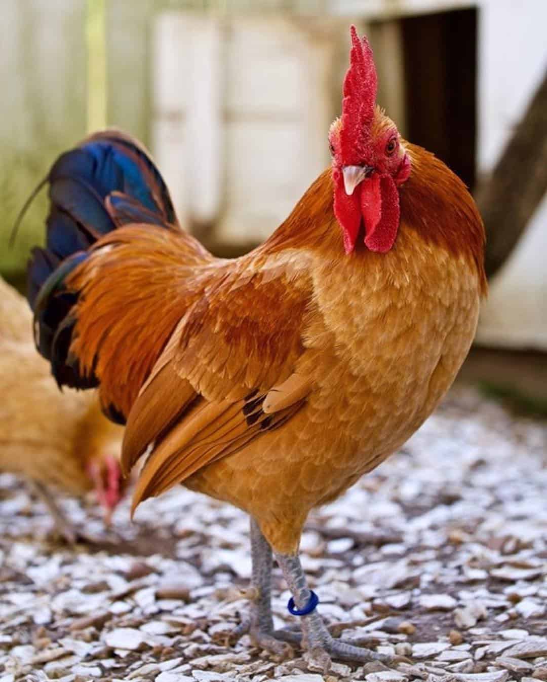 razas de gallinas rojas