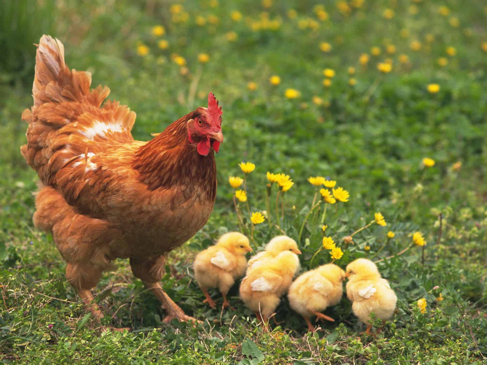 todo sobre pollos