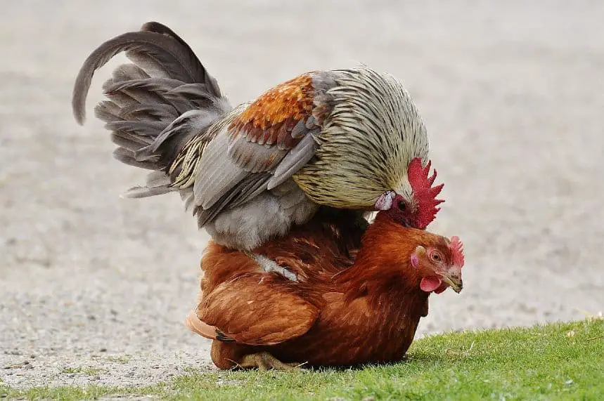 datos sobre el pollo