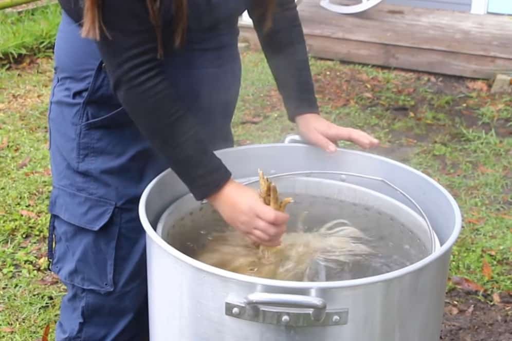 Pasos para descuartizar un pollo