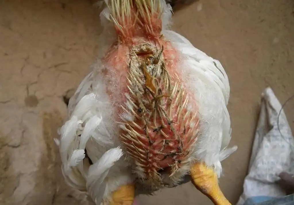 parásitos de las aves de corral