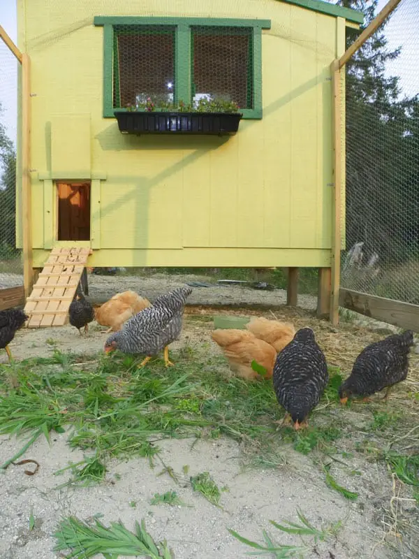 planes gratis de gallinero