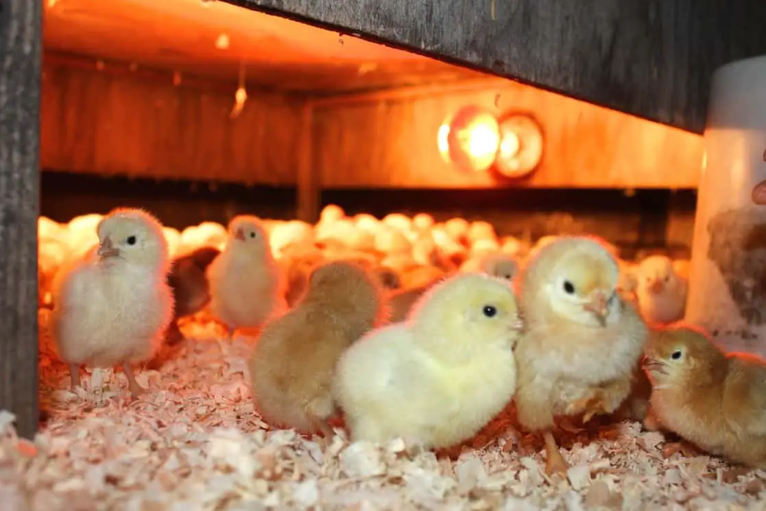 Criar pollos en Virginia