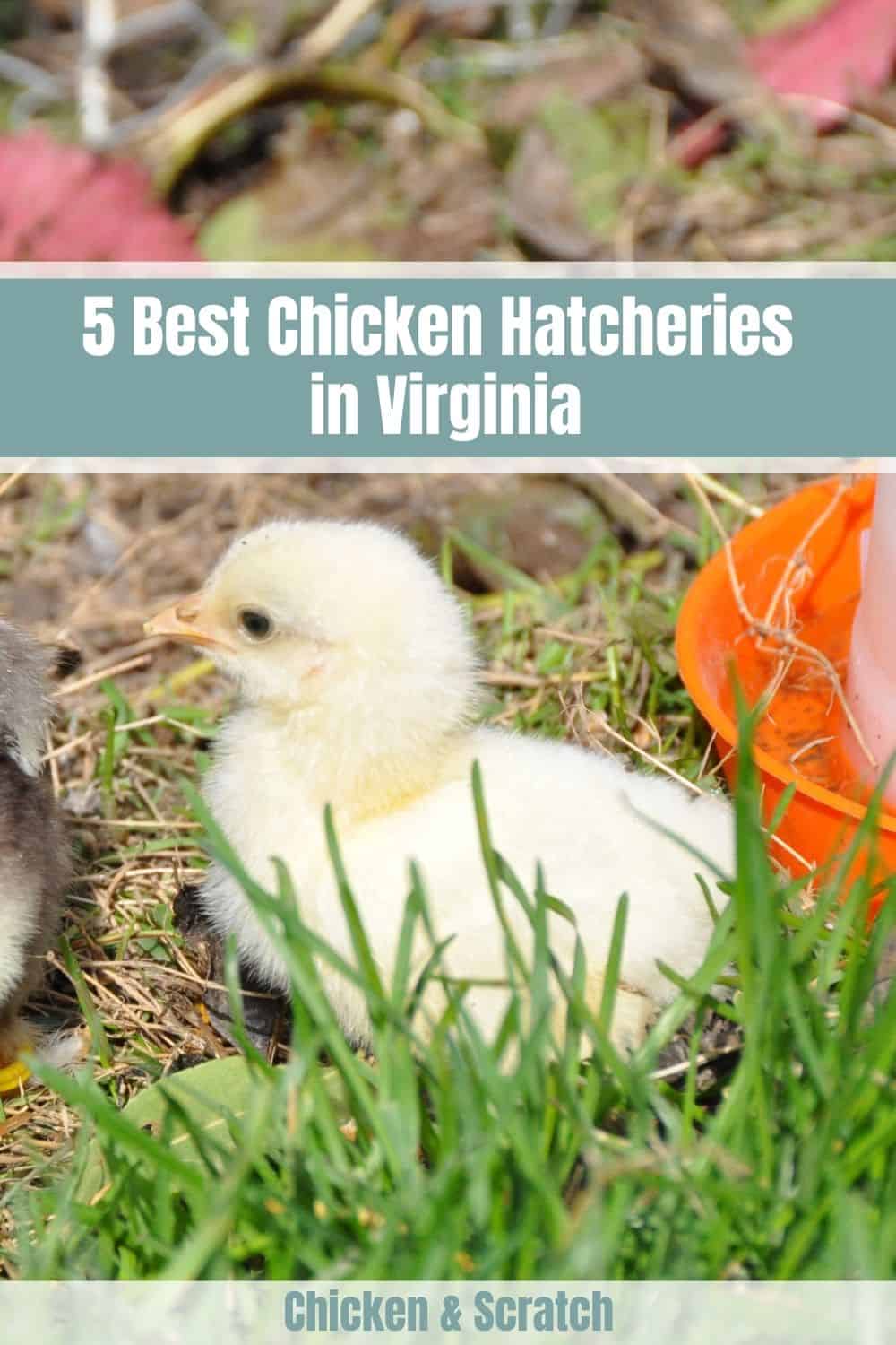 Criaderos de pollos Virginia